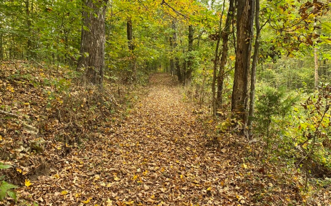 8.89+- Acres, Seasonal Lake View