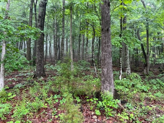 Building Lots • Cornerstone Subd. • Dale Hollow Lake • 2 Tracts